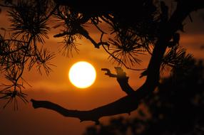 very beautiful Sunset Orange Branches