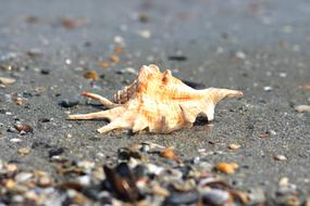 wonderful Clam Sand Beach