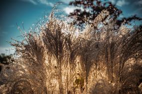 tall grass in the rays of a sunset