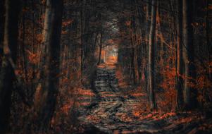 Landscape of the beautiful forest path with colorful plants