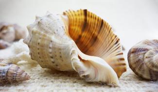 very beautiful big Shell