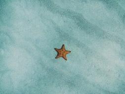 starfish on blue sand