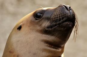 Seal Sea Lion