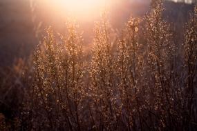 setting sun in the grass close up