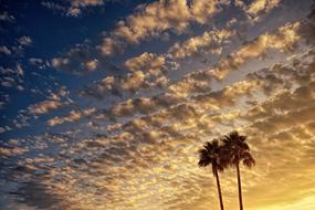 Clouds Evening Sky Palm