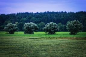 forest near the meadow at dusk