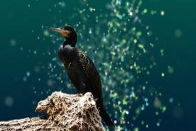 perfect Cormorant Bird