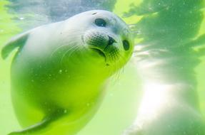 Crawl Seal North Sea