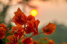 Sunset red Flowers