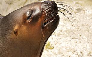 seal head close up