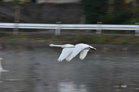 two swans are flying rapidly over the lake