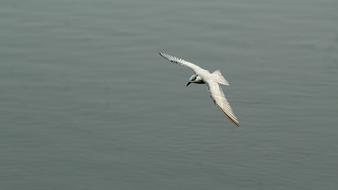 Whiskered Bird