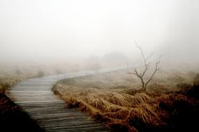 magnificent Fog Autumn road