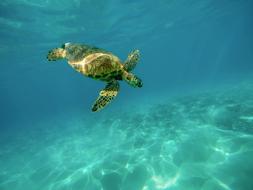 diving turtle in clear water