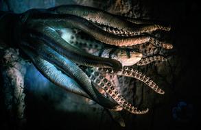 Octopus Fish Deep