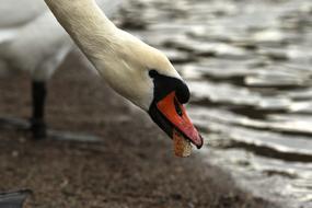 Profile portrait of the beautiful and colorful swan eating near the water