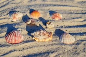 red Mussels Sea Beach