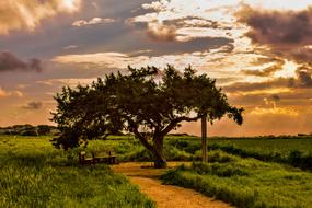 green tree in a landscape at dusk