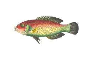 fish animal water drawing