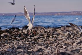 Seagull Constance