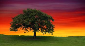 green Tree Sunset