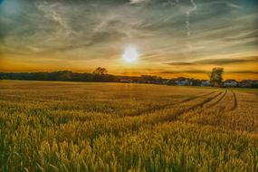 Field Agriculture sun