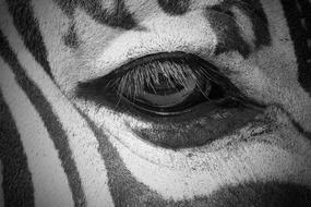one Zebra Eye