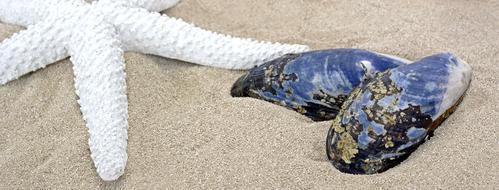 Shell Mussel and Starfish