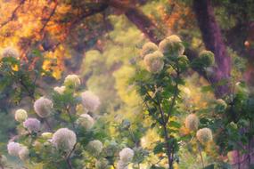 Bush Hydrangea drawing