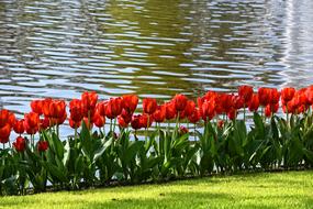 magnificent Tulip Red Flower