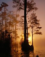 magnificent Okefenokee Swamp Trees