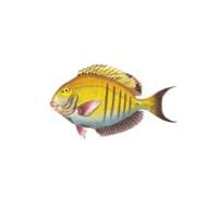 fish animal drawing