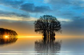 ravishing tree Sea Landscape