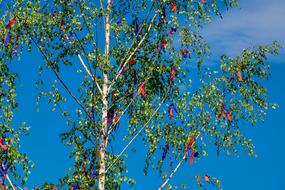 Maypole Spring tree