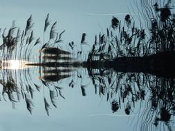 ravishing Reed Water Mirroring