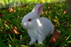 Rabbit Grass Cute white