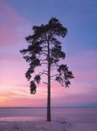 Tree Lake violet