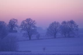 very beautiful Winter Tree