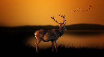Deer Autumn Yellow poster drawing
