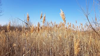 Autumn Dry grass