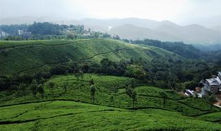 Beautiful plantations of Munnar in Kerala, India