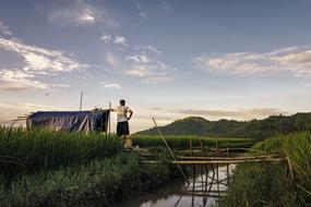 very beautiful Water Rice