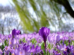 glade of purple crocuses close up