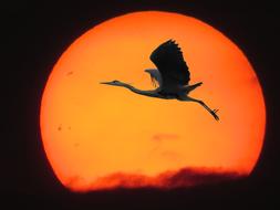 orange sun and bird