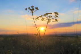 magnificent Evening Sky grass