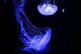 ravishing Jellyfish Aquarium