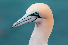 Northern Gannet Boobies