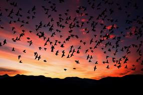 silhouette of a flock of birds on the background of a colorful sunset