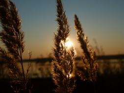 Sunset Reed grass