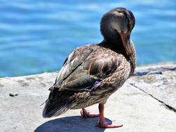 portrait of Charming Duck